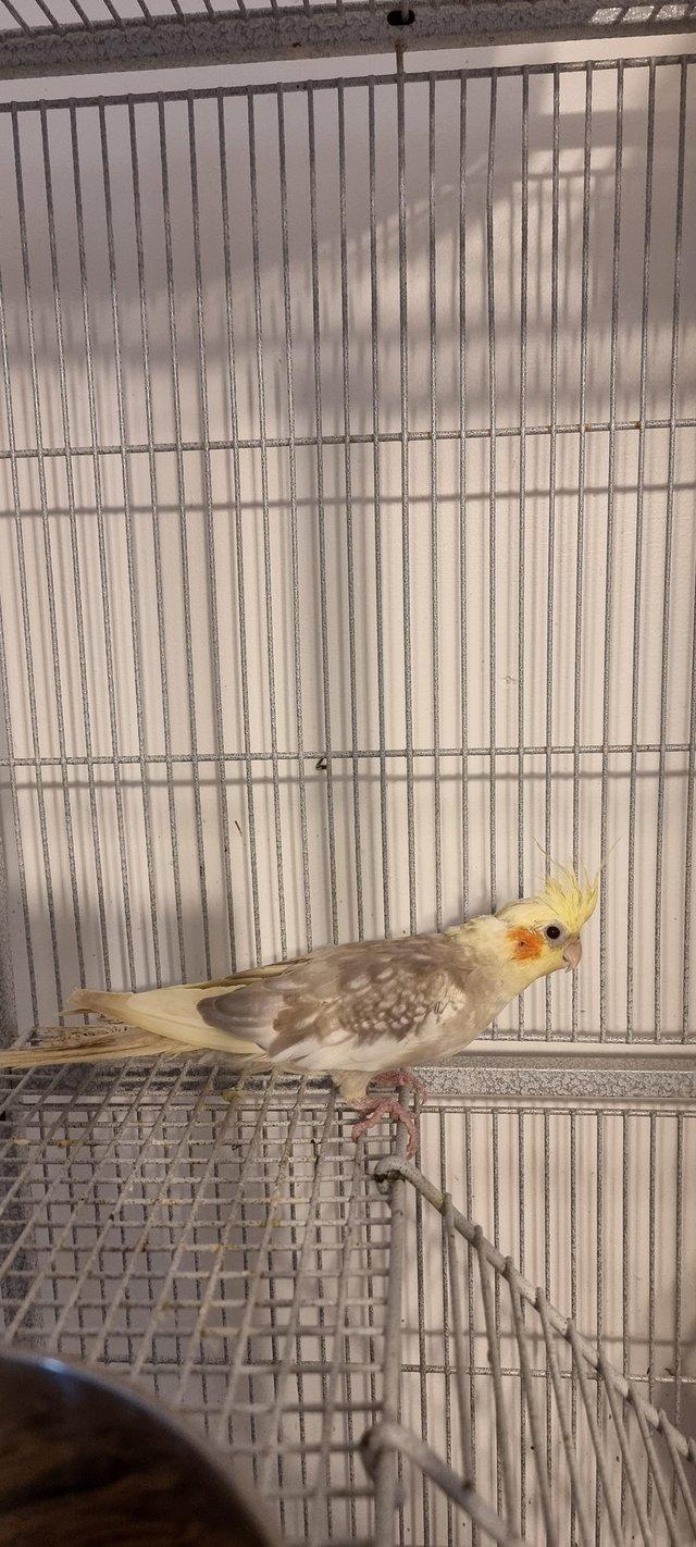 Preview of the first image of Female cockatiel for sale due to moving away.