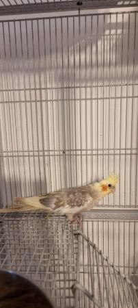 Image 1 of Female cockatiel for sale due to moving away