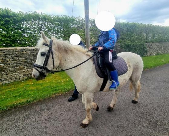 Image 2 of Welsh Section B X Pony Club Gelding 13.1hh for sale