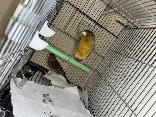 Image 1 of Harlequin canaries for sale