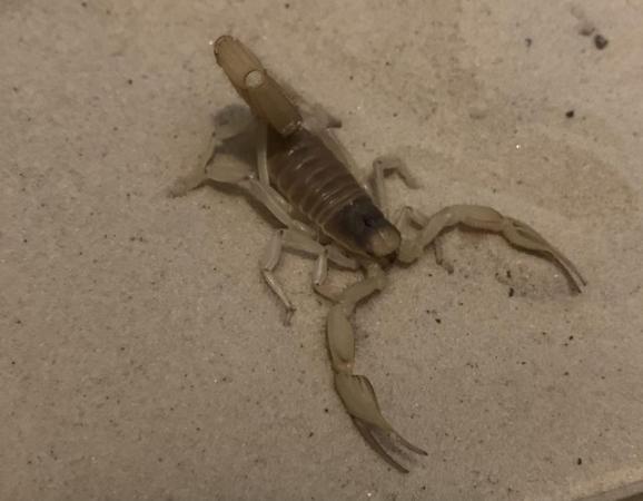 Image 1 of Desert hairy scorpion with setup