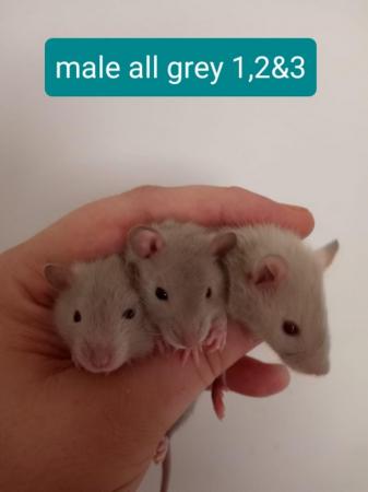 Image 4 of Gorgeous Baby Rats£15 each or £2 for £25