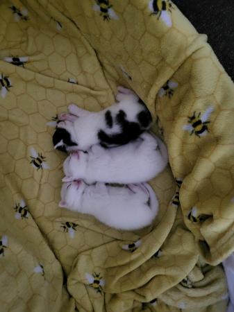 Image 4 of 2 male kittens (pure white sold)