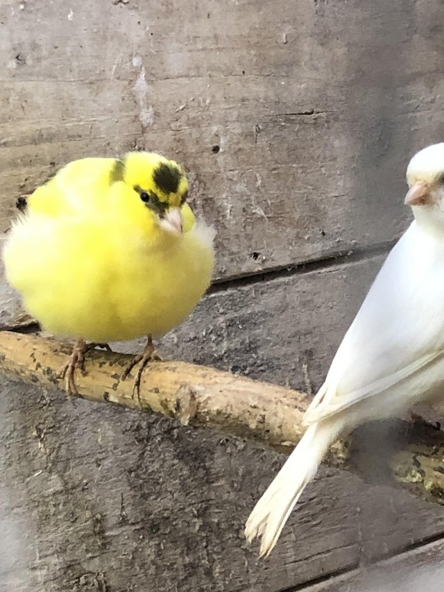 Preview of the first image of Beautiful pair of canaries.