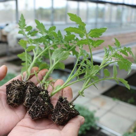 Image 1 of 1x Tomato Plant Plug Plant - Spring Sale (Was £2 Now Only £1