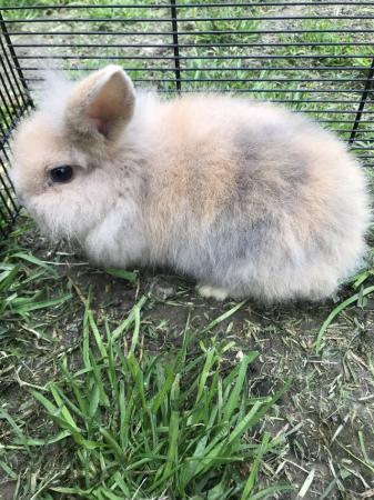 Image 1 of 14 weeks old mini lop rabbit