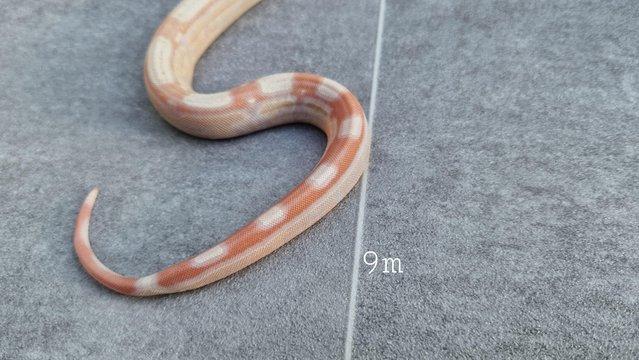 Image 5 of Albino roswell Laddertail boa constrictor male