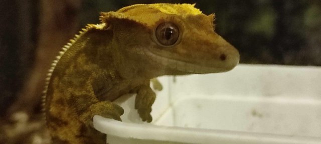 Image 4 of Lilly White Crested Gecko Males