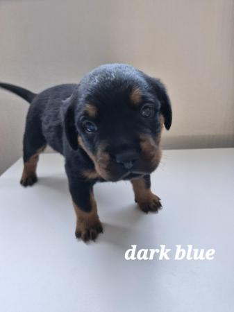 Image 3 of 4 left !!! rottweiler pups for sale, 1 boy and 4 girls ??