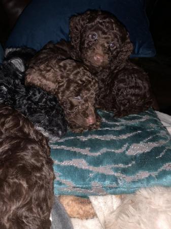 Image 2 of Toy poodle puppies ready for forever homes