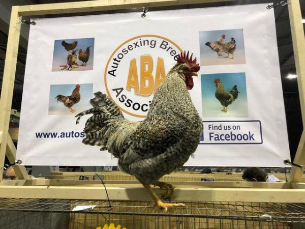Image 1 of Cream Legbar rare breed Autosexing hens chickens chicks