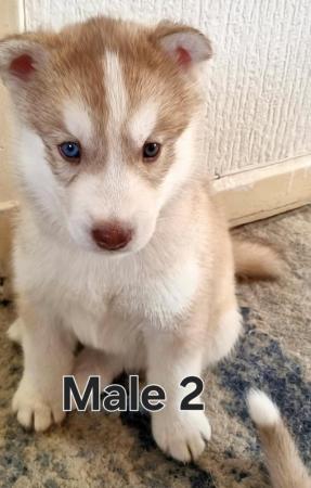 Image 3 of Full pedigree Siberian husky pups for sale