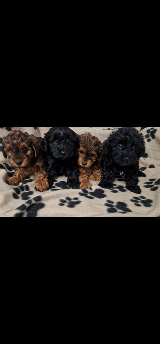 Preview of the first image of GENUINE YORKIEPOO PUPPIES.
