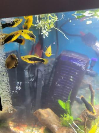Image 6 of 1.50 each Platy fish for sale very pretty!!