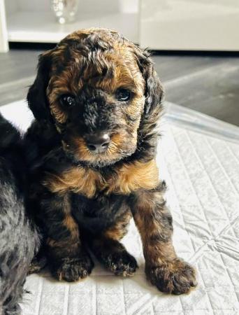 Image 10 of Maltipoo puppies / toy poodle