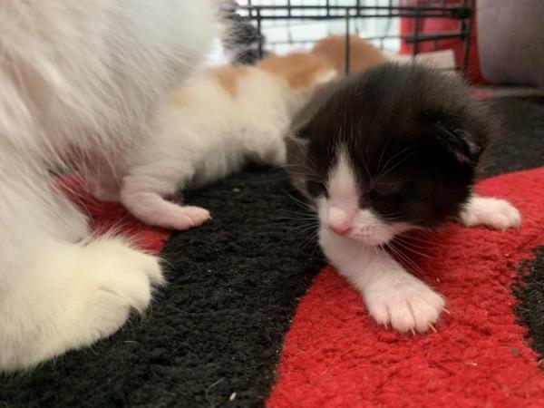 Image 4 of 2 week old kittens looking to find there forever home