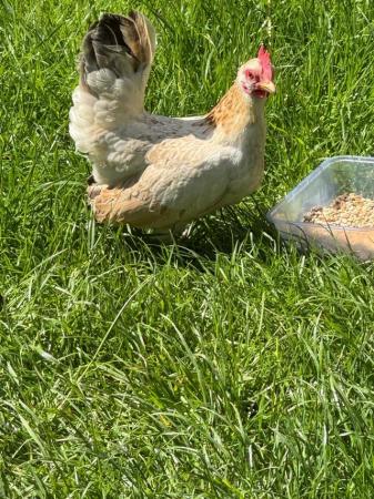 Image 3 of Beautiful serama hen for sale...