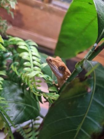 Image 8 of OMG Stunning Yellow Crested Gecko