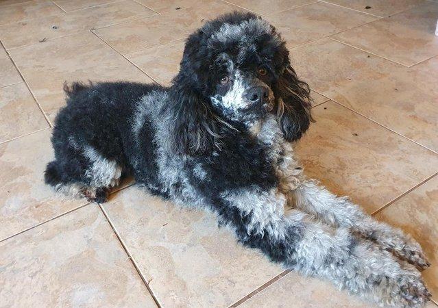 Image 3 of MERLE BLACK & SILVER TOY POODLE FOR STUD ONLY!DNA HEALTH