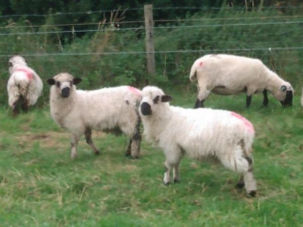 Image 11 of Valais Blacknose Cross Lambs, born 2023. Excellent pets or .