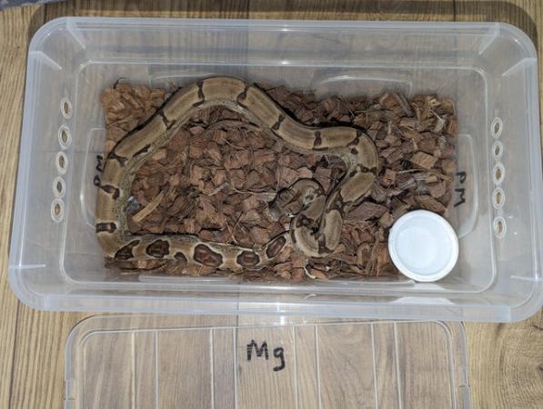 Image 11 of Baby Boas - tame and beautiful