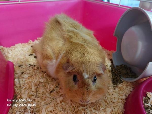 Image 3 of Female Guinea Pig for sale