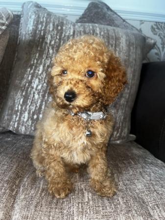Image 2 of Eight week old Minature toy poodle
