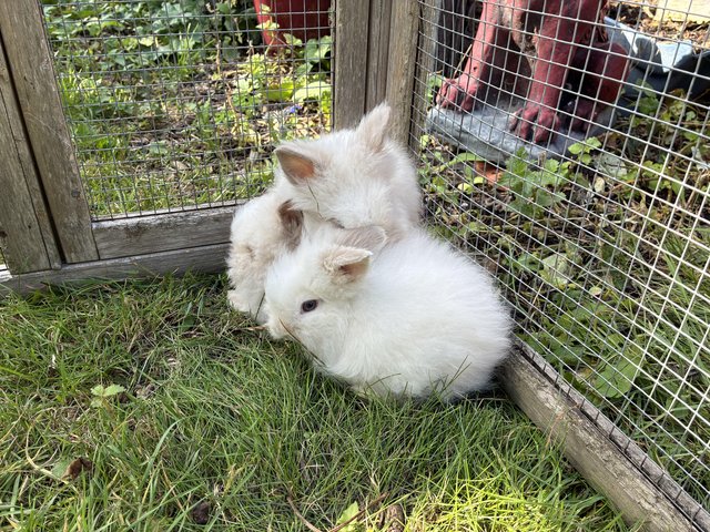 Last little boy lionhead baby — photo 4 of 4