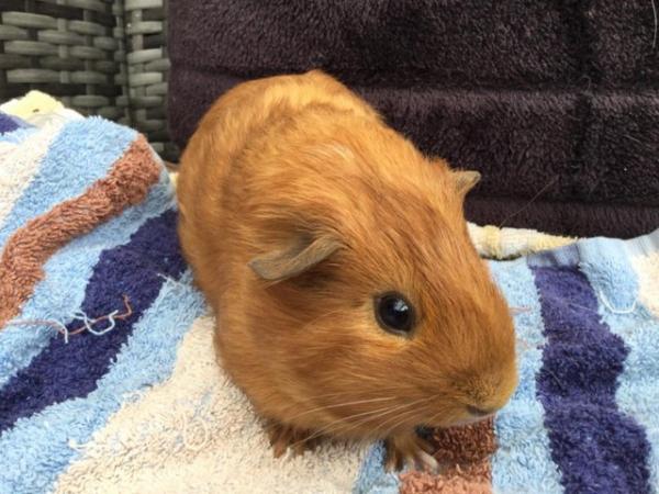 Image 4 of 8week old male baby guinea pig