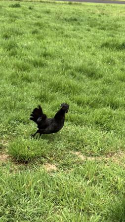 Image 3 of 7 months old pure Ayam cemani cockerel