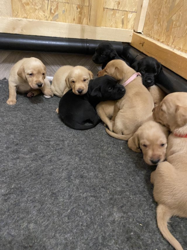 Preview of the first image of KC registered Labrador Retriever Puppies.