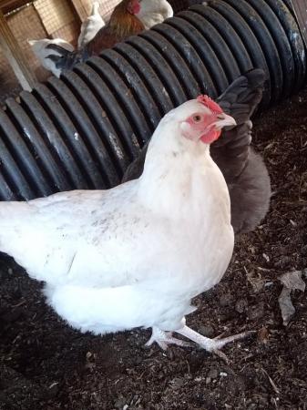 Image 1 of Laying hens for sell 6 moth old