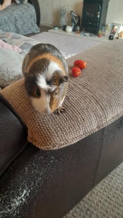 Image 3 of 2 year old female guinea pig with indoor cadge