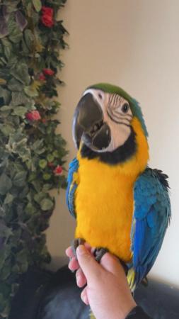 Image 5 of Super Silly Tame Baby BlueAnd Gold Macaws LAST ONE LEFT