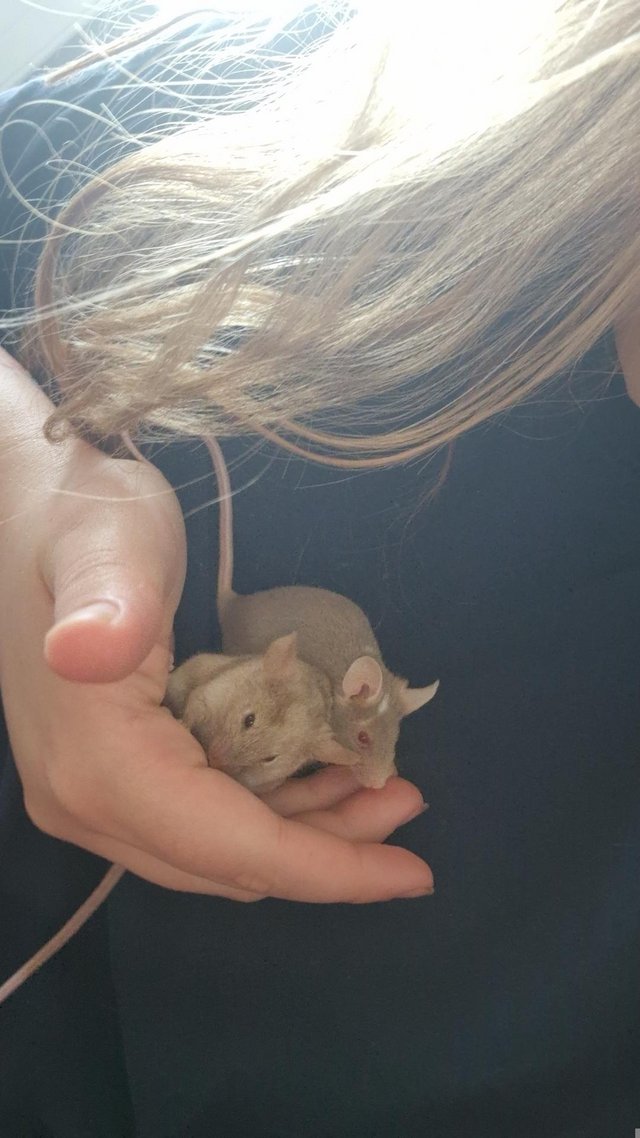 Preview of the first image of 2 female fancy mice  around a year old.