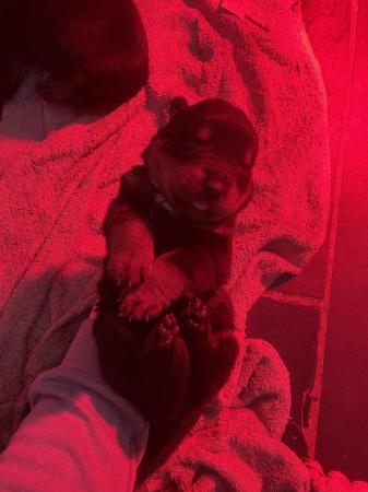 Image 1 of Gorgeous Rottweiler puppies