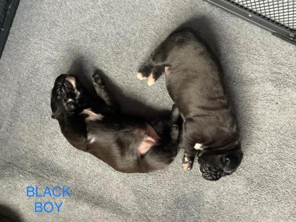 Image 2 of 5 week old cane corso for sale