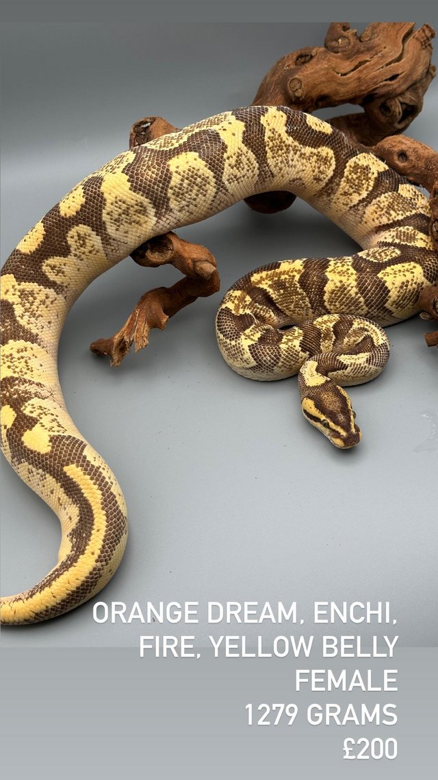 Preview of the first image of Available Ball Python (Royal Python).