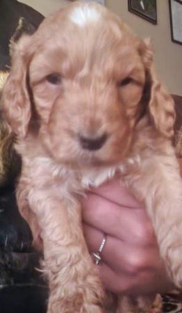 Image 17 of Fabulous F2 cockapoo pups for sale
