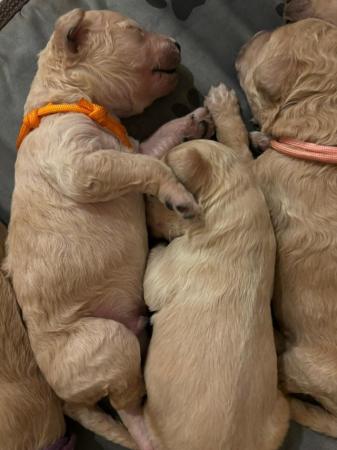 Image 14 of F1B Goldendoodle Puppies *Viewings Now*