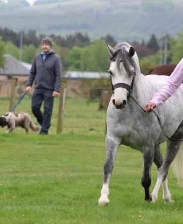 Image 3 of Beautiful Welsh a grey mare looking for new home