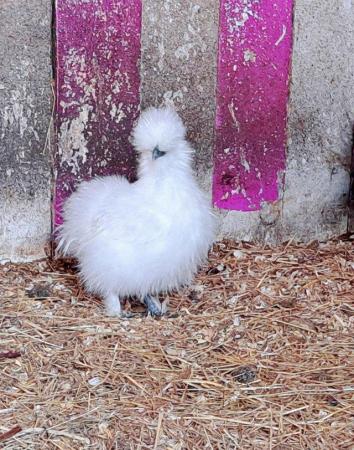 Image 7 of Silkie Hatching Eggs Available For Collection or Post