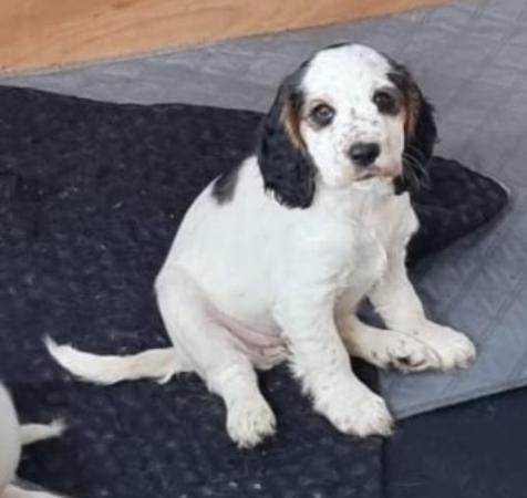 Image 10 of Kc registered cocker spaniel pups ready 25 th April