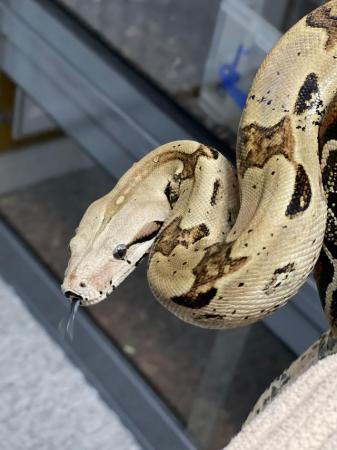 Image 9 of Adult Boa Constrictor Pair for sale