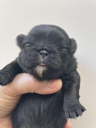 Image 4 of Beautiful Black pug puppies