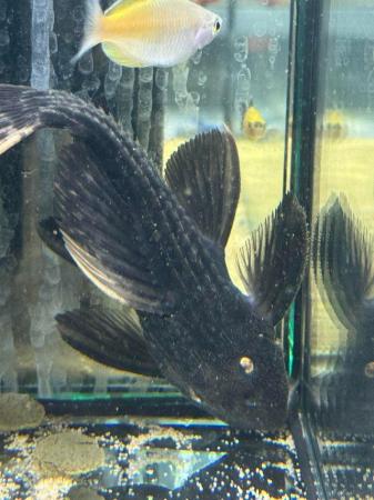 Image 1 of L25 Pleco unsexed Rare to see in the hobby.