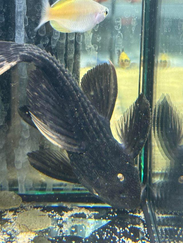 Preview of the first image of L25 Pleco unsexed Rare to see in the hobby..