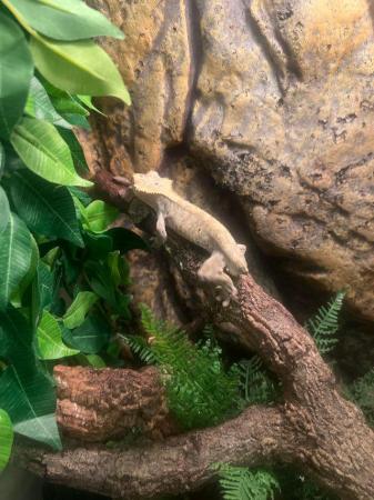 Image 6 of Crested gecko and enclosure for sale £150