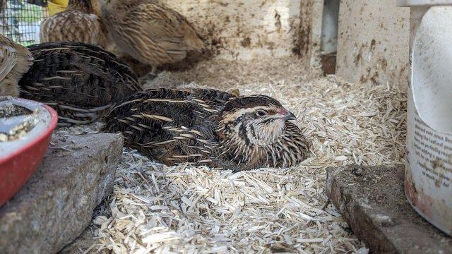 Image 2 of Jumbo Coturnix quail for sale - Pharaoh and Italian colours.
