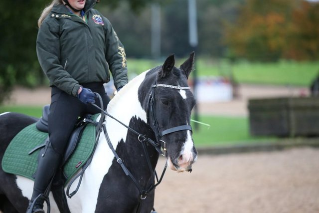 Preview of the first image of 13.2Piebald Cob Gelding.